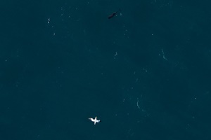 Pictures like this gannet and dolphin taken from an aircraft flying over the Dogger Bank array site are combined with data from LiDAR to identify flight height of individual birds. Where the laser identifies a bird, the LiDAR produces a cluster of points. Using GPS, the photos taken via aerial survey are matched to these point clusters to determine the flight height of individual birds Gannet and Dolphin