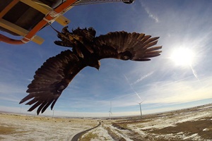 NREL tool aims to predict interactions between soaring eagles and wind turbines golden eagle flatirons nrel 300 200
